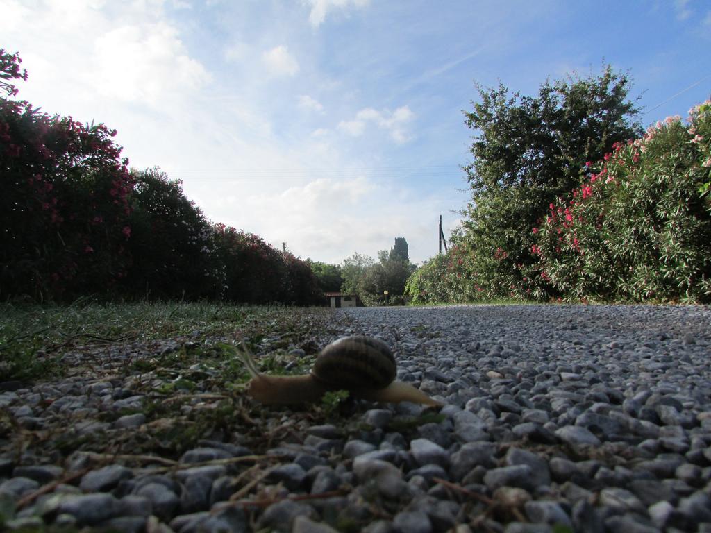 Azienda Agrituristica Allumiere Villa Campiglia Marittima Eksteriør billede